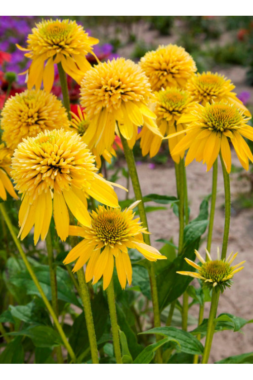 Jeżówka 'Eccentric Yellow' | Echinacea