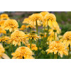 Jeżówka 'Eccentric Yellow' | Echinacea