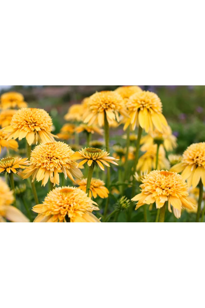 Jeżówka 'Eccentric Yellow' | Echinacea