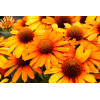 Jeżówka 'Prima Saffron' | Echinacea