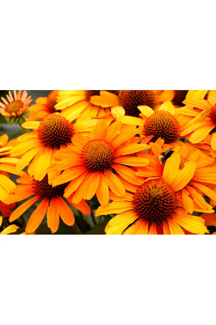 Jeżówka 'Prima Saffron' | Echinacea