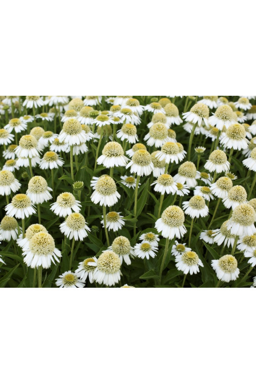 Jeżówka 'Delicious Ice' | Echinacea