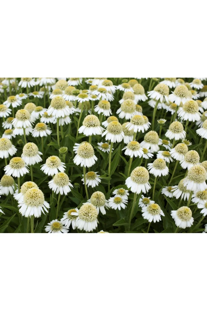 Jeżówka 'Delicious Ice' | Echinacea