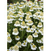 Jeżówka 'Delicious Ice' | Echinacea