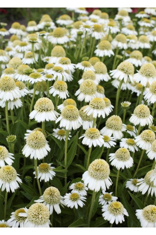 Jeżówka 'Delicious Ice' | Echinacea