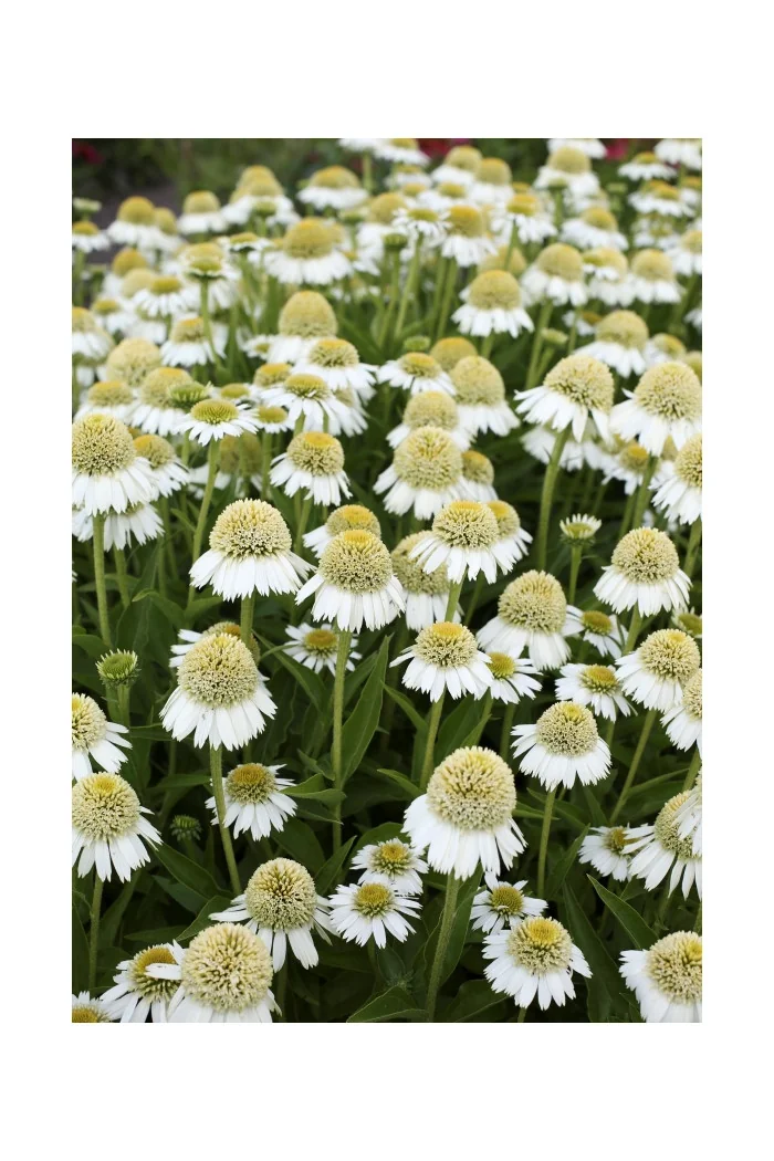 Jeżówka 'Delicious Ice' | Echinacea