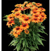 Jeżówka 'Prima Saffron' | Echinacea