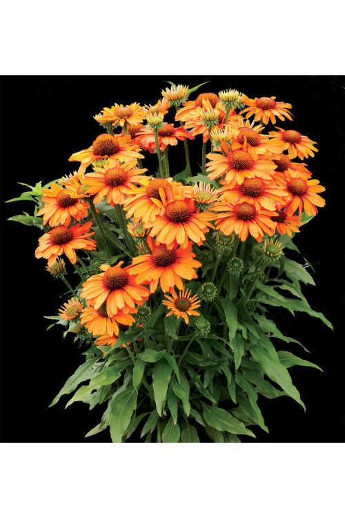 Jeżówka 'Prima Saffron' | Echinacea