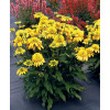 Jeżówka 'SUNNY DAYS Lemon' | Echinacea