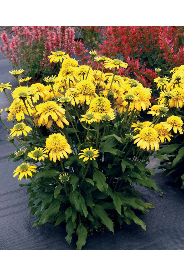 Jeżówka 'SUNNY DAYS Lemon' | Echinacea