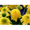 Jeżówka 'SUNNY DAYS Lemon' | Echinacea