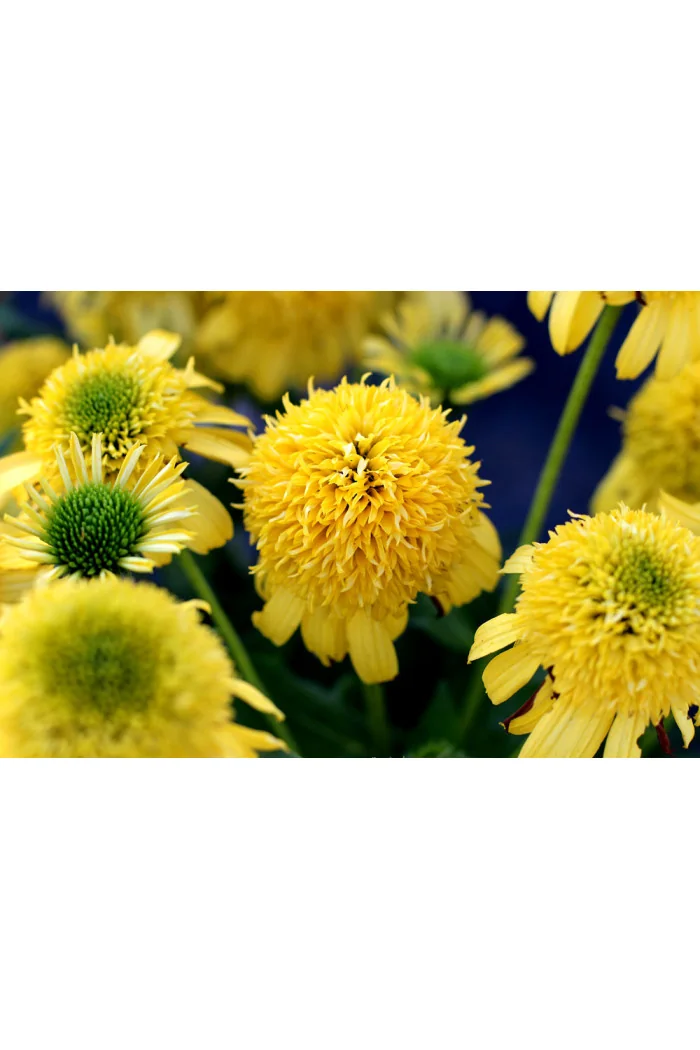 Jeżówka 'SUNNY DAYS Lemon' | Echinacea