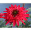 Jeżówka 'SUNNY DAYS Ruby' | Echinacea