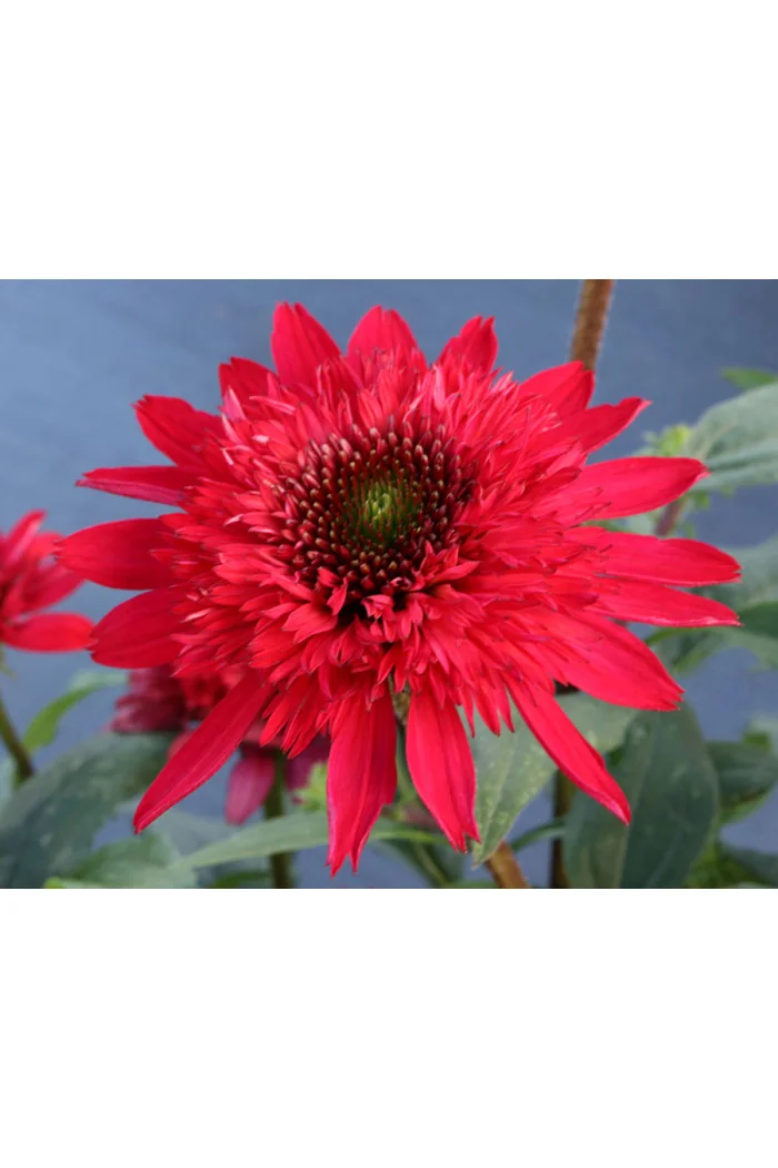 Jeżówka 'SUNNY DAYS Ruby' | Echinacea