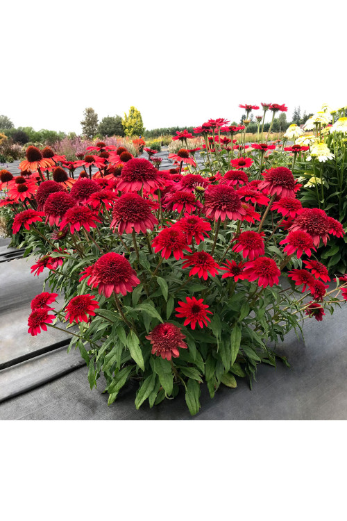 Jeżówka 'SUNNY DAYS Ruby' | Echinacea
