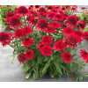 Jeżówka 'SUNNY DAYS Ruby' | Echinacea
