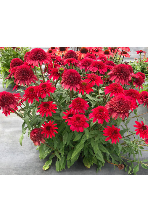 Jeżówka 'SUNNY DAYS Ruby' | Echinacea