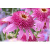 Jeżówka 'Pink Double Delight' | Echinacea