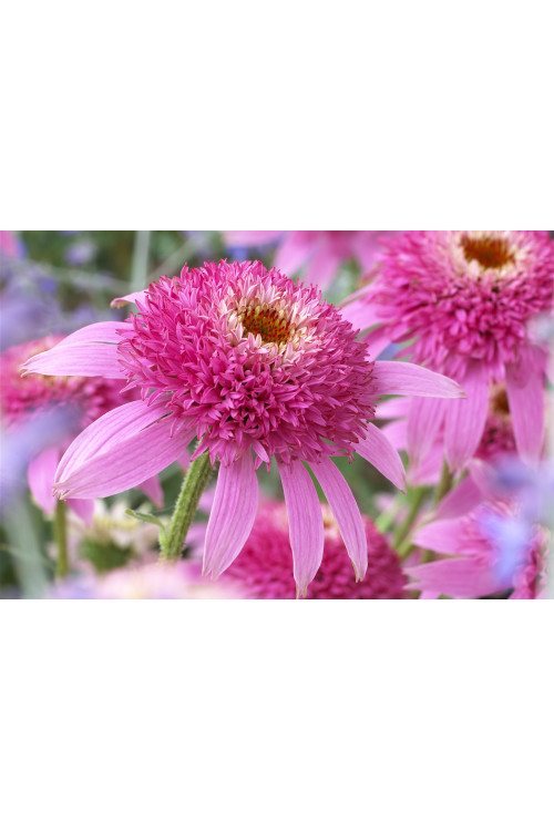 Jeżówka 'Pink Double Delight' | Echinacea