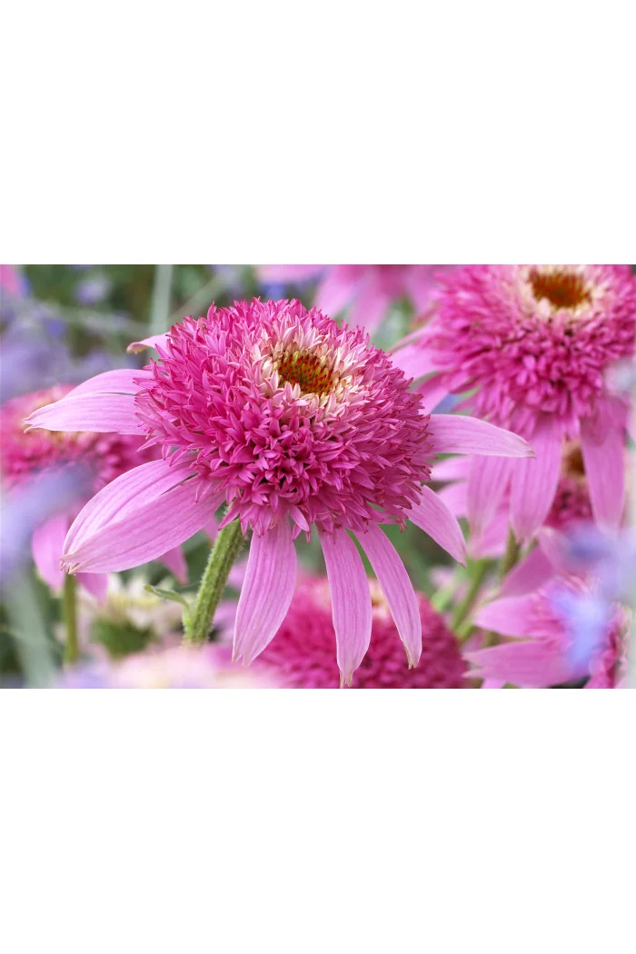 Jeżówka 'Pink Double Delight' | Echinacea