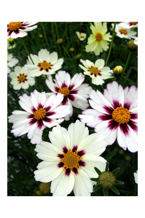 Nachyłek 'Star Cluster' | Coreopsis