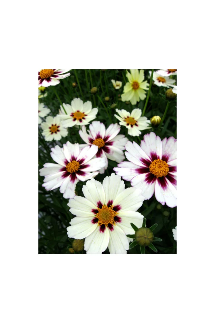 Nachyłek 'Star Cluster' | Coreopsis