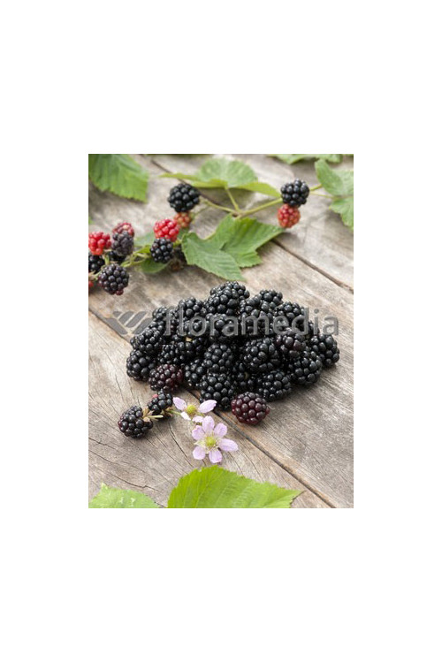 Jeżyna bezkolcowa 'Polar' | Rubus fruticosus