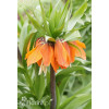 Cesarska korona 'Maxima Rubra' | Fritillaria imperialis