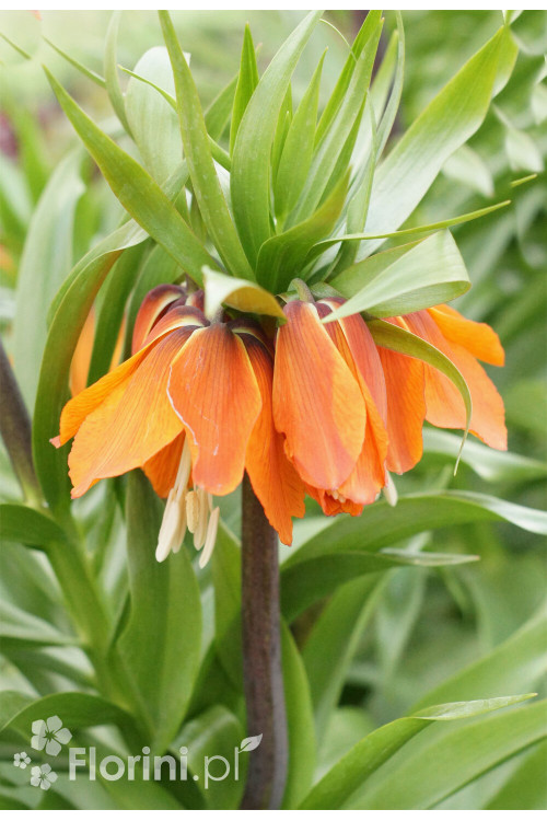 Cesarska korona 'Maxima Rubra' | Fritillaria imperialis