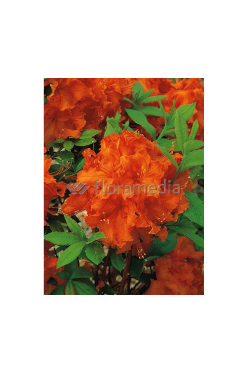 Azalia wielkokwiatowa 'Gibraltar' | Rhoddendron