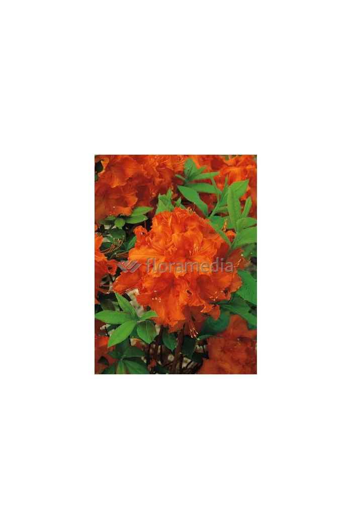 Azalia wielkokwiatowa 'Gibraltar' | Rhoddendron