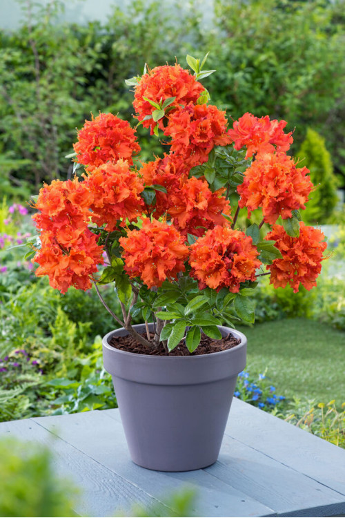 Azalia wielkokwiatowa 'Gibraltar' | Rhoddendron