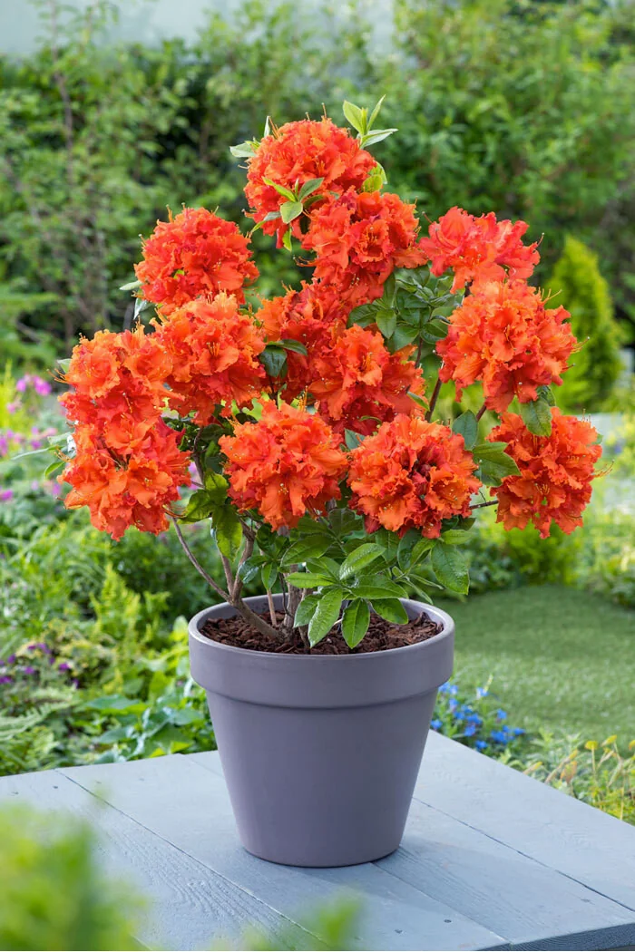 Azalia wielkokwiatowa 'Gibraltar' | Rhoddendron