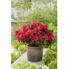 Azalia japońska 'Georg Arends' | Azalea japonica