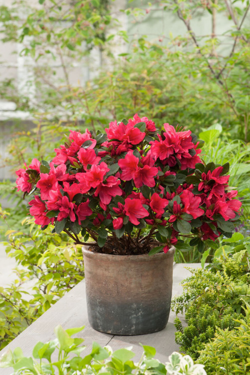 Azalia japońska 'Georg Arends' | Azalea japonica