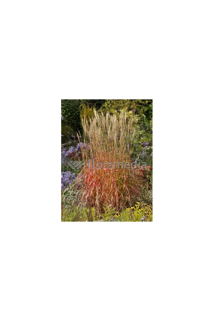 Miskant chiński 'Navajo' | Miscanthus sinensis