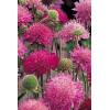 Knautia 'Melton Pastels' | Knautia macedonica