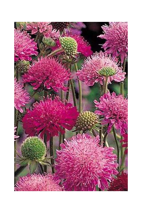 Knautia 'Melton Pastels' | Knautia macedonica