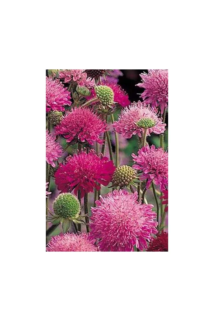 Knautia 'Melton Pastels' | Knautia macedonica