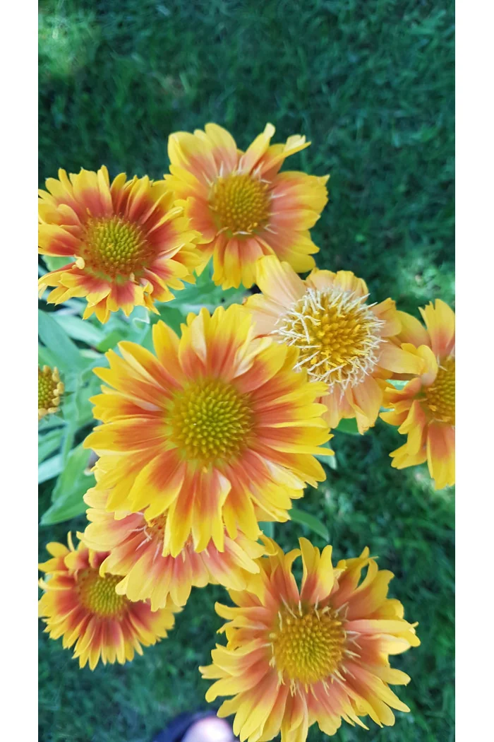 Gaillardia oścista 'Arizona Apricot' Gaillardia aristata