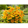 Gaillardia oścista 'Arizona Apricot' Gaillardia aristata