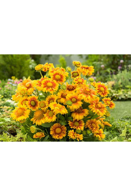 Gaillardia oścista 'Arizona Apricot' Gaillardia aristata