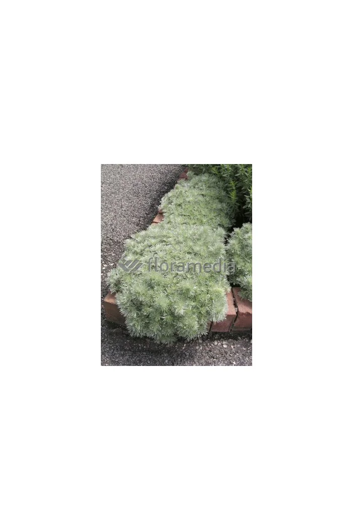 Bylica Schmidta 'Nana' Artemisia schmidtiana