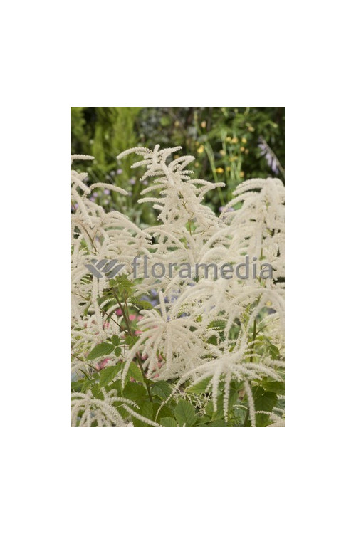 Parzydło leśne | Aruncus dioicus