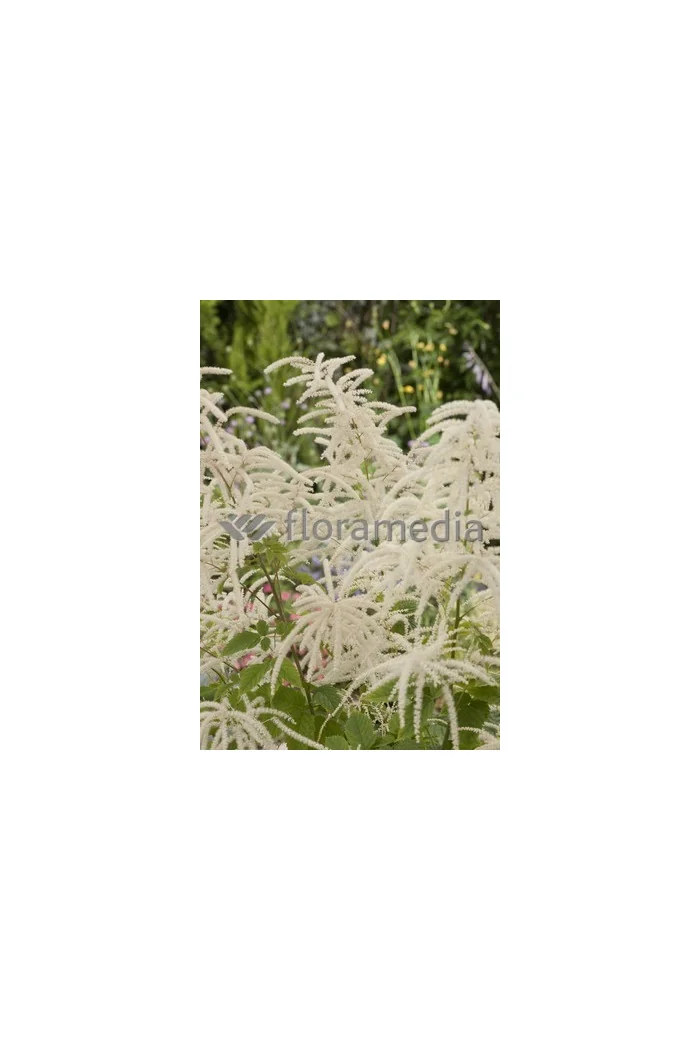 Parzydło leśne | Aruncus dioicus