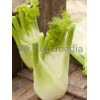 Fenkuł | Foeniculum vulgare
