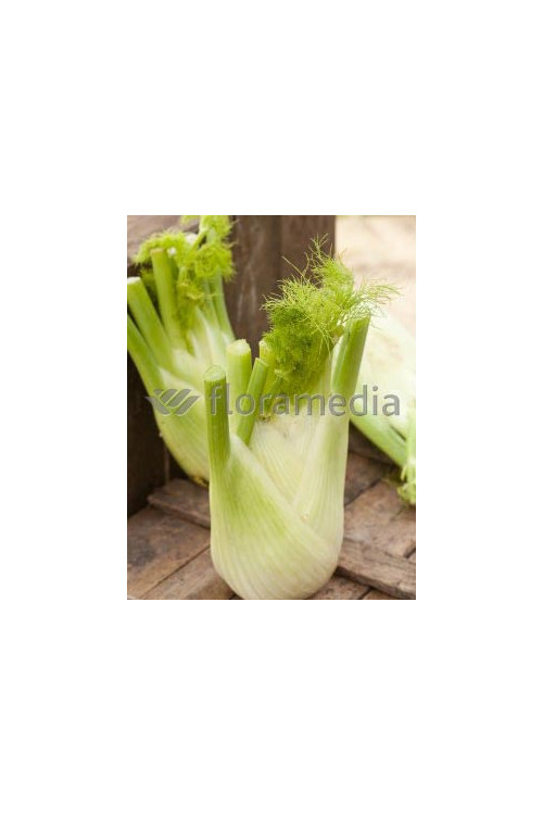 Fenkuł | Foeniculum vulgare