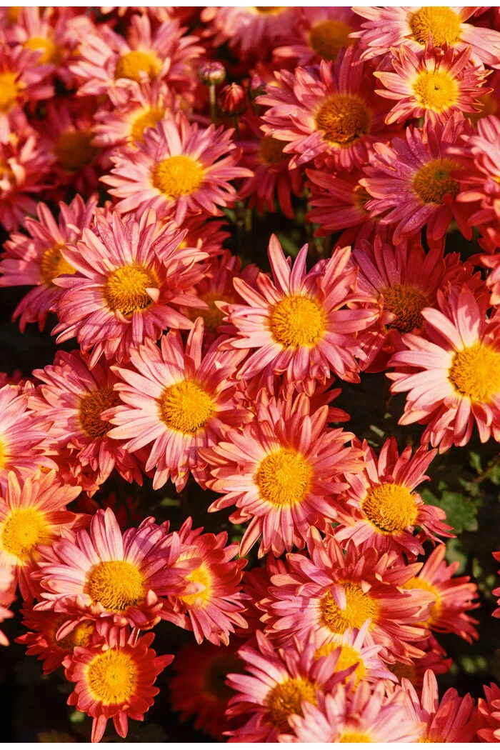 Złocień czerwonawy 'Duchess of Edinburgh' | Chrysanthemum rubellum