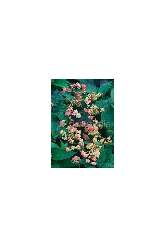 Hortensja otulona | Hydrangea involucrata