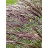 Miskant chiński 'Red Chief' | Miscanthus sinensis